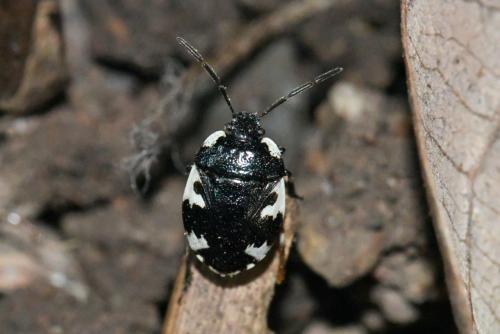 Tritomegas rotundipennis